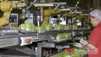68臺(tái)工業(yè)機(jī)器人日處理55萬(wàn)棵蔬菜，傳統(tǒng)蔬菜工人面臨轉(zhuǎn)型挑戰(zhàn)