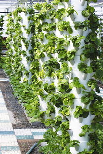 都市菜園 工廠化生產(chǎn)優(yōu)質(zhì)無公害蔬菜