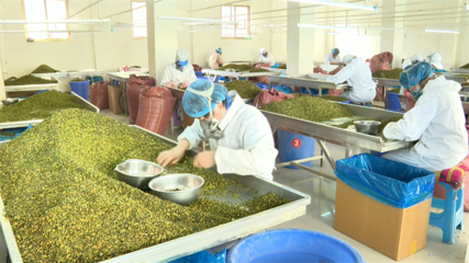 【鄉(xiāng)村行·看振興】高臺(tái) 脫水蔬菜走俏國際市場，特色產(chǎn)業(yè)賦能鄉(xiāng)村振興