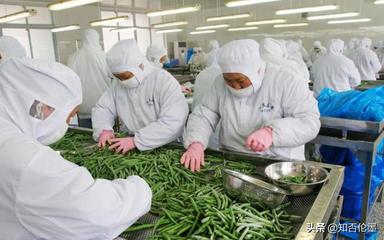 農(nóng)村辦廠新機(jī)遇 精選蔬菜深加工項(xiàng)目，開啟致富快車道